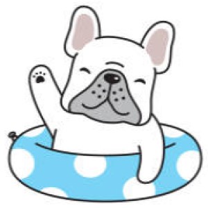 a cute summer dog
